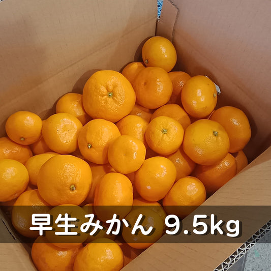 岸和田みかん（大小混合） 訳あり9.5kg