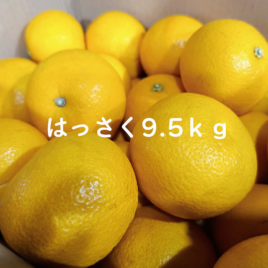 岸和田八朔（大小混合訳あり） 9.5kg